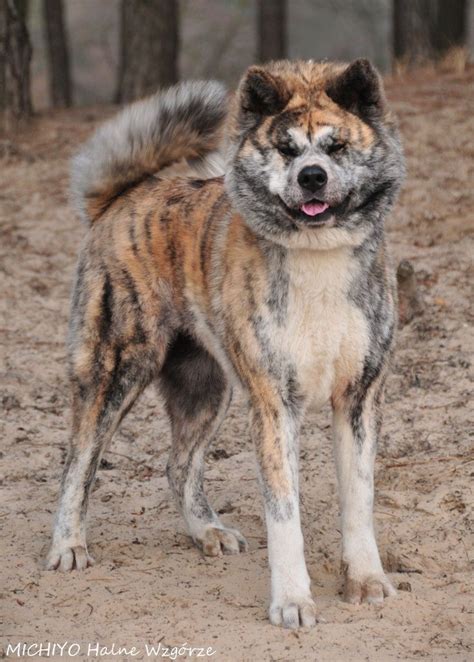 Pin by Balázs Bischof on Dog Colors - Brindle | Akita dog, Akita ...