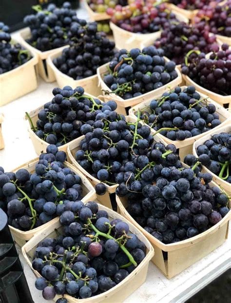 Concord Grape Shrub and Cocktail - David Lebovitz