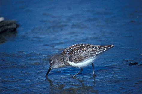 Western Sandpiper - Calidris mauri | Wildlife Journal Junior