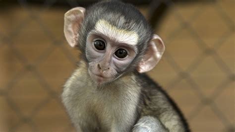 Baby Faces Photos - Little Monkey House - National Geographic Channel ...