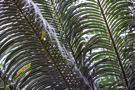 Forest of Bamboo Trees · Free Stock Photo