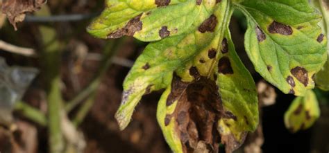 Tomato Septoria Leaf Spot - Pest Identification for Vegetable Gardens