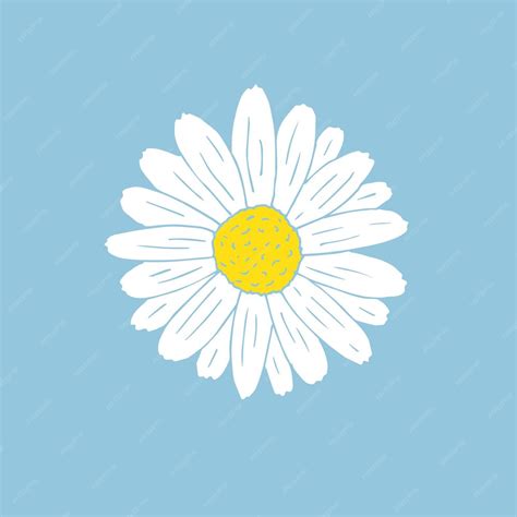 Premium Vector | Hand drawn daisy chamomile flower