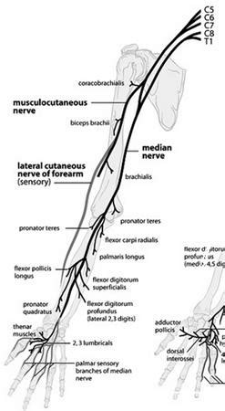 Median nerve - Anatomy - Orthobullets