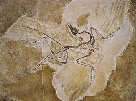 Archaeopteryx Lithographica Fossil posters & prints by Corbis