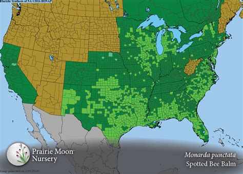 Prairie Moon Nursery :: Seeds :: Monarda punctata (Spotted Bee Balm)