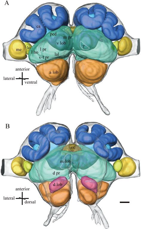 Three-dimensional reconstructions of major neuropils of the ant brain ...