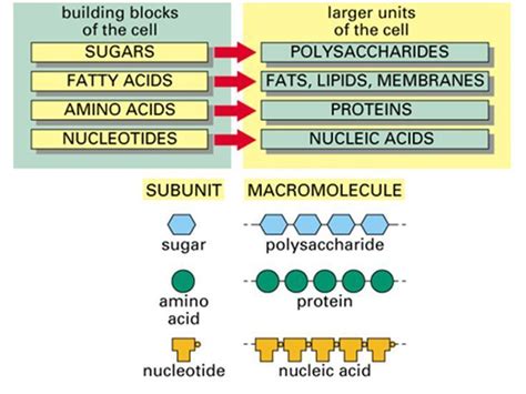 simple diagram of macromolecules, proteins, carbohydrates, lipids, and ...