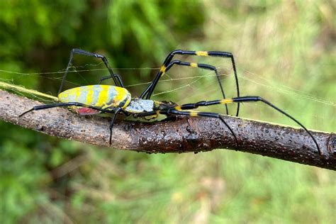 Joro spiders likely to spread beyond Georgia