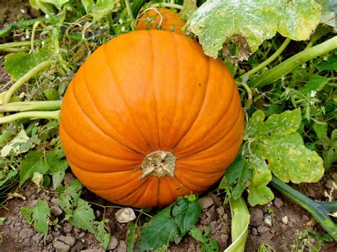 Pumpkin Growing Tips For Halloween Pumpkins - Gardening Know How