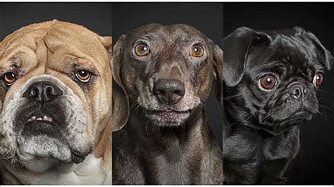 Photo collection captures dogs posing with human-like expressions - ABC7 Chicago