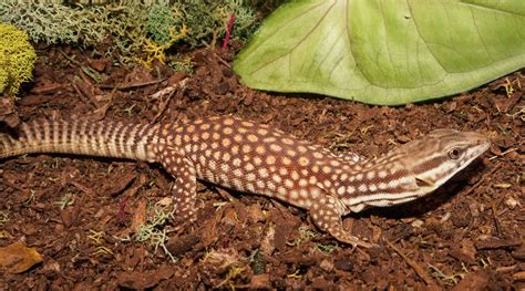 Miscellaneous Lizards Archives — New England Reptile Distributors ...