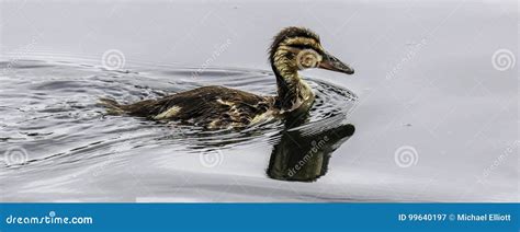 Baby Duck Swimming stock image. Image of beak, lake, cinnamon - 99640197