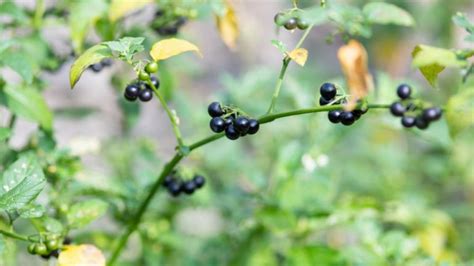 Black Nightshade Berries: Risks, Side Effects & Nutritional Value - Ayur Times