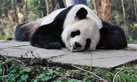 The Pandas Sleeping Habits (7 Things You Should Know!)