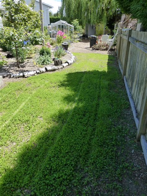 First mowing of the Micro Clover Small Leaf, Greenhouse, Clover, Micro ...