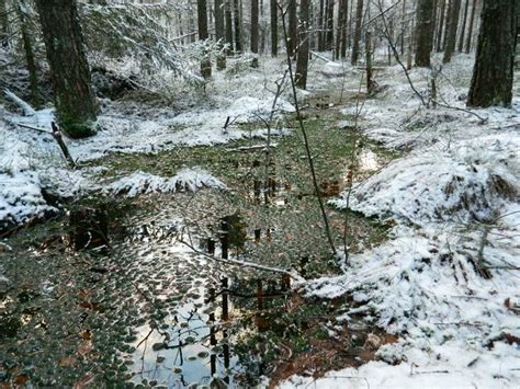 Forest,Estonia | Forest, Outdoor, Estonia