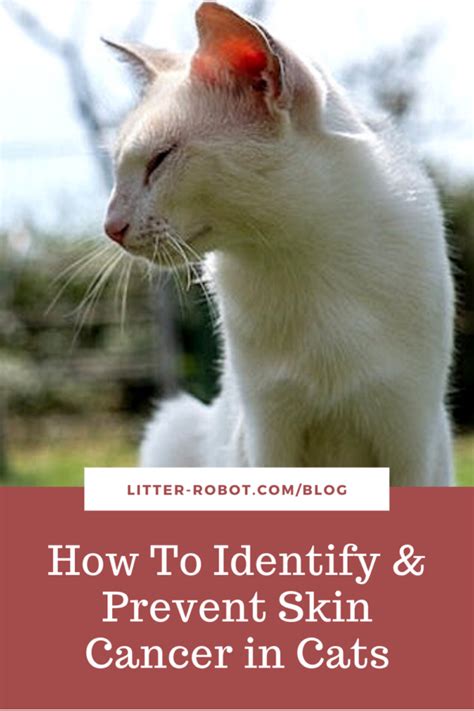 How To Identify & Prevent Skin Cancer in Cats | Litter-Robot