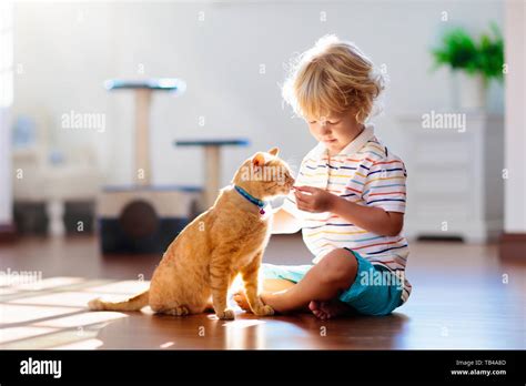 Child playing with cat at home. Kids and pets. Little boy feeding and petting cute ginger color ...