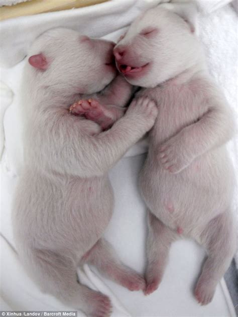 Newborn Baby Polar Bears