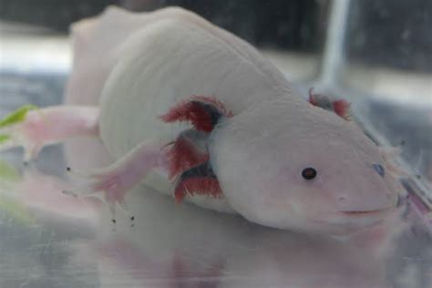 419 Cute and Funny Axolotl Names - Animal Hype