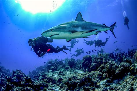 Best Snorkeling and Scuba Destinations in the Caribbean