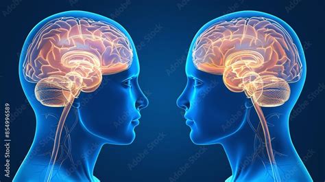 Analysis of hypothalamus and limbic systems role in emotions and behaviors. Concept Neurobiology ...