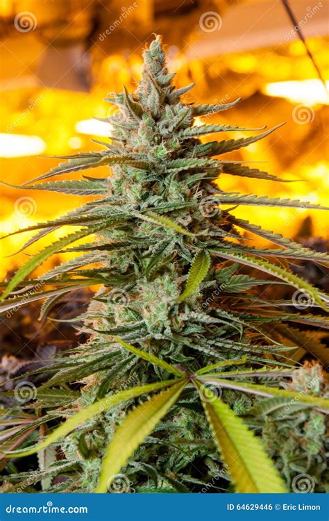 Indoor Marijuana Bud Under Warm Grow Lights. Stock Photo - Image of ...