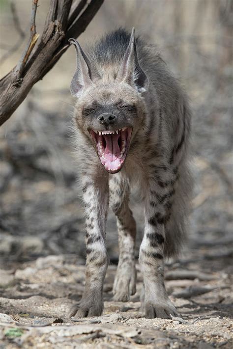 Striped Hyena Laughing Photograph by Hira Punjabi | Pixels