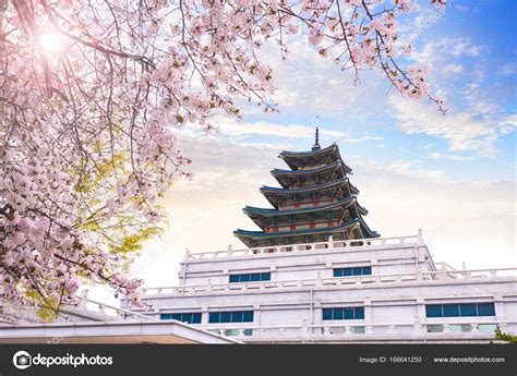 Gyeongbokgung palace with cherry blossom tree in spring time in Stock Photo by ©boy.panyar@gmail ...