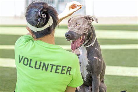 Volunteer Opportunities - Pasadena Humane