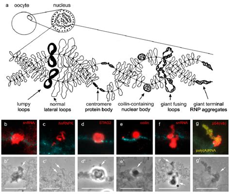 Locus-specific nuclear domains on lampbrush chromosomes. (a) Schematic... | Download Scientific ...