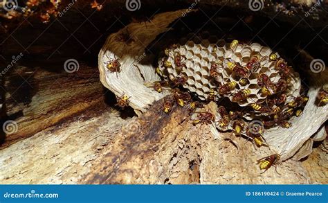 European Hornets Nest Built in a Tree Cavity. Stock Photo - Image of ...