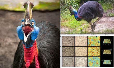 Ancient humans raised cassowaries 18,000 years ago, study finds