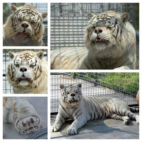 Awww...a white tiger with down syndrome | Animals | Pinterest