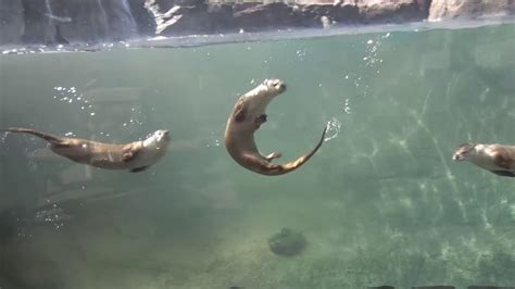 Milwaukee County Zoo Otters Swimming - YouTube