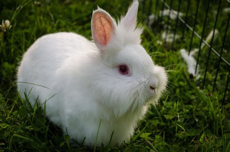 Lionhead Rabbit Information - Pet Ponder