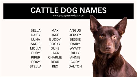 180+ Cattle Dog Names - Puppy Name Ideas