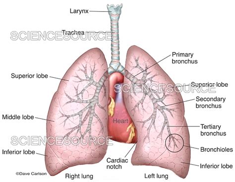 Respiratory System Overview (labeled), | Stock Image - Science Source Images