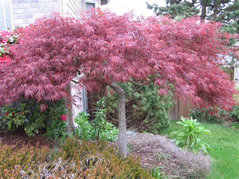 Weeping Japanese Maple Bonsai