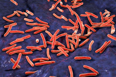 Understanding Tuberculosis from the Bacterium’s Point of View | Tufts Now