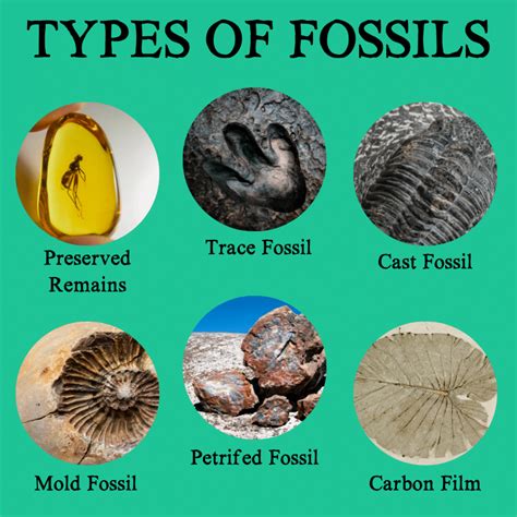 Fossils | Types and Geologic Period » Geology Science