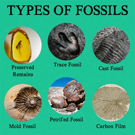 Fossils | Types and Geologic Period » Geology Science