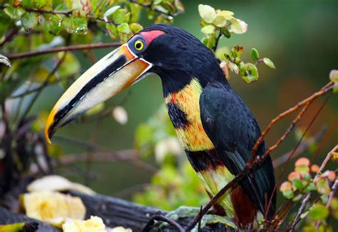 Beautiful Creatures - 10 Rare Toucan Species