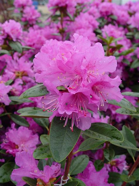 Rhododendron X 'PJM Elite' Evergreen, lavender pink flowers, #2 - Size Container | Plants ...