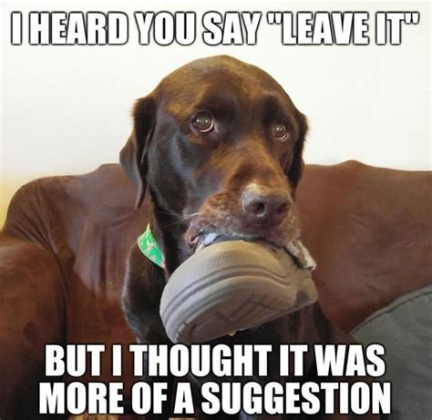 15 Hilarious Labrador Memes Will Make Your Day - Page 6 of 6 - PetTime ...