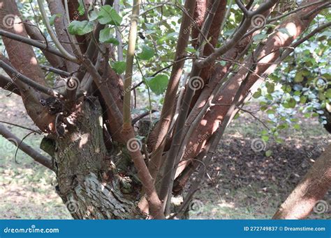 Ziziphus Mauritiana Fruit Tree Farm on Field Stock Image - Image of cash, money: 272749837