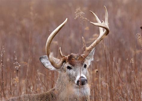 White-tailed Buck (non-typical) | @Jennifer Schlick and The … | Flickr