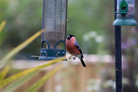 In Search Of Birds: Bullfinch