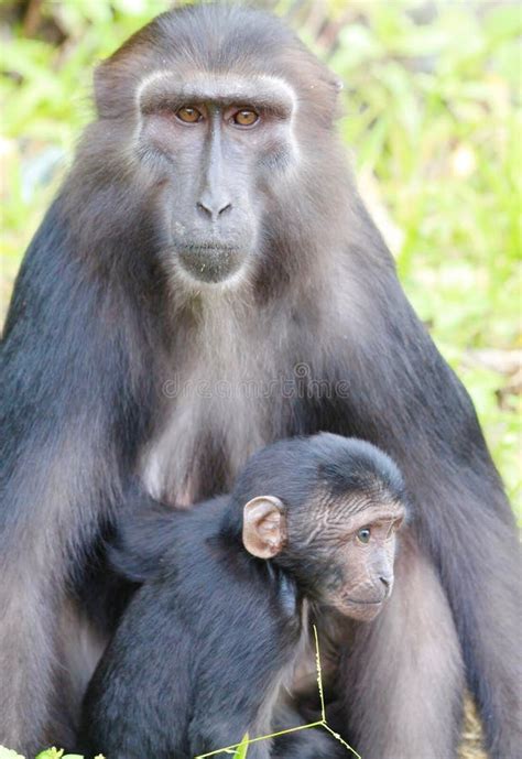 Baby Crested Black Macaque Monkey Stock Image - Image of macaca, nature ...